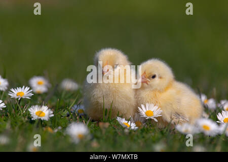 Pollo DOMESTICO (Gallus gallus domesticus) pulcini di un giorno appena tratteggiata in tra le pedane. UK, Marzo. Foto Stock