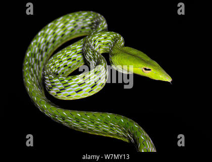 Asian vine / Oriental frusta snake (Ahaetulla prasina) captive, dall Asia Foto Stock