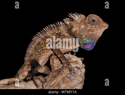 Campana anglehead della AGAMA SA (Gonocephalus bellii) sul pezzo di legno con giogaia colorati visibili, captive, dall Asia SE Foto Stock