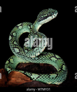 Sri Lanka Pitviper bambù (Trimeresurus trigonocephalus) captive, dallo Sri Lanka Foto Stock