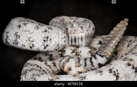 A sudovest screziato rattlesnake (Crotalus mitchellii pirro) captive, dal sud USA e Messico Foto Stock