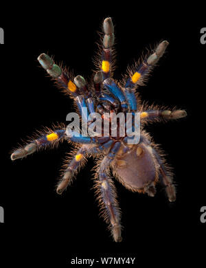 Zaffiro Gooty albero ornamentale Spider (Poecilotheria metallica), vista ventrale. captive, dall'Asia, criticamente minacciata di estinzione. Foto Stock
