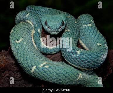 Side-Striped Palm Viper (Bothriechis lateralis) captive dall America Centrale Foto Stock