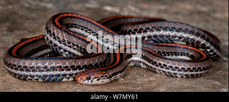 Nastrare malese Serpente corallo (Calliophis intestinalis) captive dal Sud Est asiatico Foto Stock