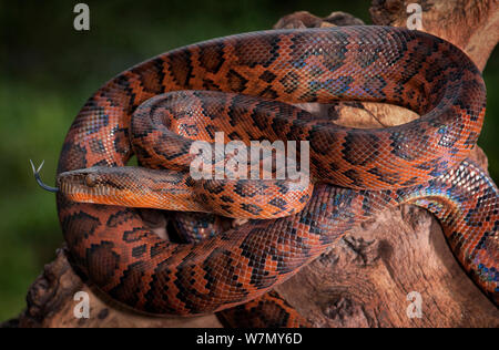 Domenica Montagna Rossa Boa (Epicrates Striatus Striatus) captive da West-Indies Foto Stock