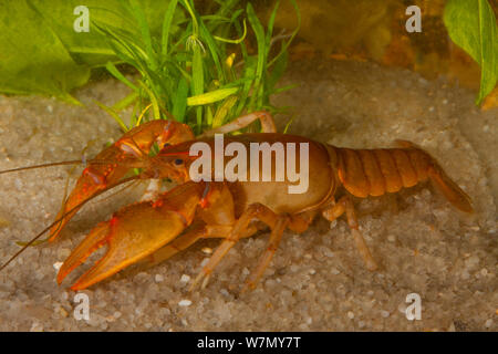 Ambiguità di gamberi di fiume (Cambarus striatus) scavando forma (si può scavare in quasi qualsiasi substrato) West Florida, Stati Uniti d'America condizioni controllate Foto Stock