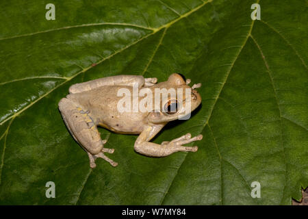 Treefrog cubano (Osteopilus septentrionalis) Lake Kissimmee, Florida del Sud, Stati Uniti d'America. Introdotti in USA dalla West Indies. Condizioni controllate Foto Stock