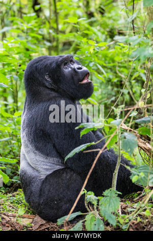 Gorilla di Montagna (beringei Gorilla Silverback) maschio dominante seduta ritratto, Kwitonda Gruppo, Parco Nazionale Vulcani, Ruanda nella stagione umida, Aprile Foto Stock