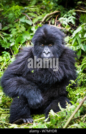 Gorilla di Montagna (Gorilla beringei) capretti seduta ritratto, Susa Gruppo, Parco Nazionale Vulcani, Rwanda in umido stagione aprile Foto Stock