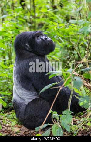 Gorilla di Montagna (beringei Gorilla Silverback) maschio dominante seduta ritratto, Kwitonda Gruppo, Parco Nazionale Vulcani, Ruanda nella stagione umida, Aprile Foto Stock