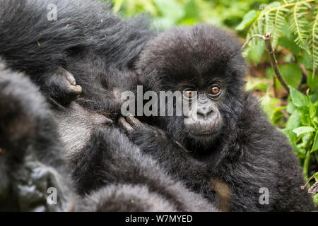 Giovani gorilla di montagna (Gorilla beringei), questo è Gakuru, uno dei 2 gemelli neonati da Kabatwa femmina, gruppo Hirwa, pendenza del vulcano Sabyinyo, Parco Nazionale Vulcani, Ruanda elevazione 2610m Foto Stock