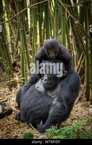 Gorilla di Montagna (Gorilla beringei) femmina con i suoi giovani giocando sulla sua schiena nella fitta foresta di bamboo, Parco Nazionale Vulcani, Ruanda, quota 2610m Foto Stock