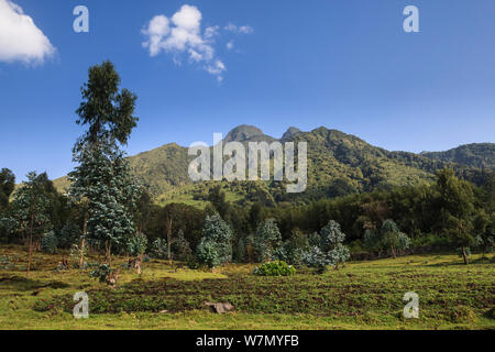 Vulcano Sabyinyo, mezzi Sabyingo denti in kinyarwanda lingua locale, Parco Nazionale Vulcani, Ruhengeri, Ruanda, quota 2300m Foto Stock