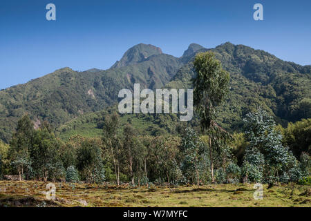 Vulcano Sabyinyo, mezzi Sabyingo denti in kinyarwanda lingua locale, Parco Nazionale Vulcani, Ruhengeri, Ruanda, quota 2300m Foto Stock