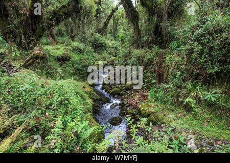 La vegetazione della foresta del Parco Nazionale Vulcani, habitat del gorilla di montagna (Gorilla gorilla beringei) Ruanda, quota 2950m Foto Stock