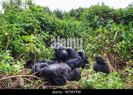 I gorilla di montagna (Gorilla beringei) gruppo Hirwa appoggiata, guidato dalla silverback maschio dominante Munyinya, Parco Nazionale Vulcani, Ruanda, quota 2610 m Foto Stock