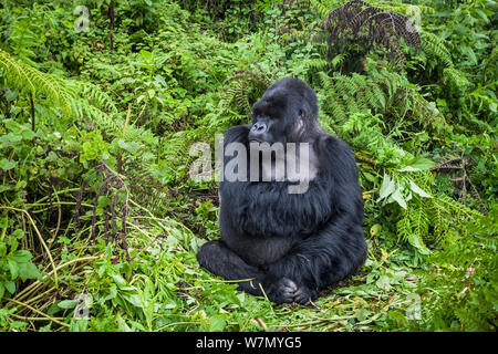 Gorilla di Montagna (Gorilla beringei) maschio silverback a riposo, Susa gruppo, Parco Nazionale Vulcani, Rwanda in umido stagione aprile Foto Stock