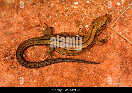 I capretti Comune / lucertola vivipara (Lacerta vivipara), scaldandosi, Dorset, Regno Unito, Aprile Foto Stock