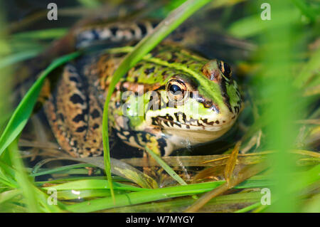 Rana di palude (Rana ridibunda / Pelophylax ridibundus) nella stagione riproduttiva, Dorset, Regno Unito, maggio Foto Stock