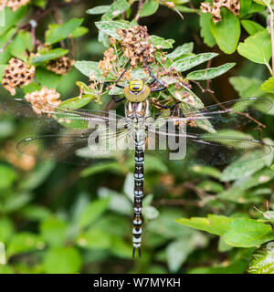 A macro shot of dragonfly hanging onto a decayed spiraea bush flower. Foto Stock