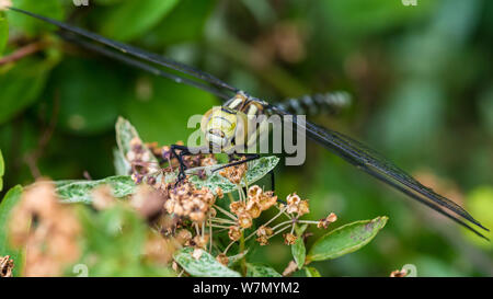 Una ripresa macro di un southern hawker dragonfly. Foto Stock