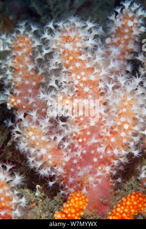 Mar Rosso dita (Alcyonium glomeratum) soft coral, Isole del Canale, UK, Giugno Foto Stock