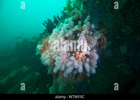 Mar Rosso dita (Alcyonium glomeratum) soft coral, Isole del Canale, UK Giugno Foto Stock