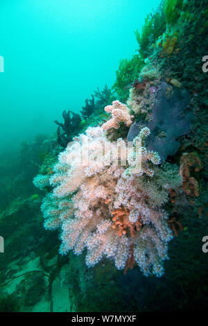 Mar Rosso dita (Alcyonium glomeratum) coralli molli, Isole del Canale, UK Giugno Foto Stock