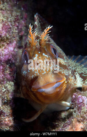 Tompot bavose (Parablennius gattorugine) testa ritratto, Isole del Canale, UK Giugno Foto Stock