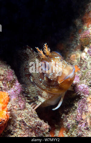 Tompot bavose (Parablennius gattorugine) ritratti, Isole del Canale, UK Giugno Foto Stock