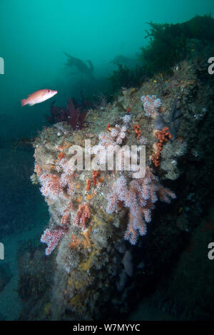 Mar Rosso dita (Alcyonium glomeratum) soft coral sulle rocce, Isole del Canale, UK Luglio Foto Stock