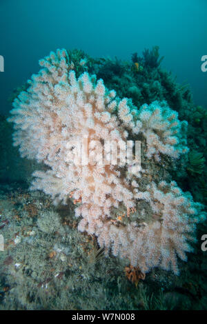 Mar Rosso dita (Alcyonium glomeratum) soft coral, Isole del Canale, UK Luglio Foto Stock