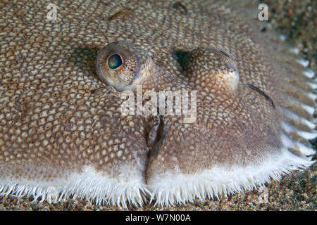 Dover Sogliola (Solea solea) close up della pelle e viso, Isole del Canale, UK Luglio Foto Stock