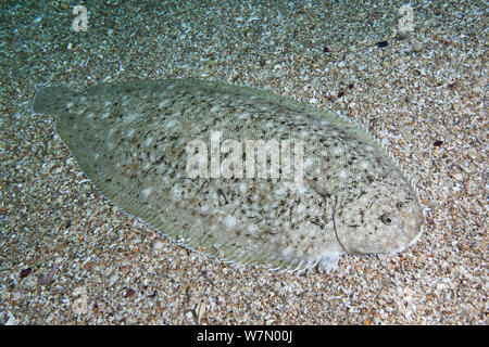 Dover Sogliola (Solea solea) perfettamente mimetizzati sul letto del mare, Isole del Canale, UK Luglio Foto Stock