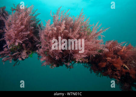 Harpoon infestante (Asparagopsis armata) attaccato alla corda, Isole del Canale, REGNO UNITO Foto Stock