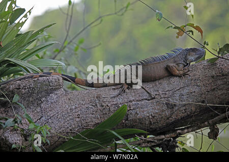 Spinosa / nero (Iguana Ctenosaura similis / Iguana negra) adulto in appoggio sul ramo, Costa Rica Foto Stock