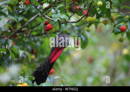 Crested guan (Penelope purpurascens) tra i fiori della foresta pluviale, Costa Rica Foto Stock