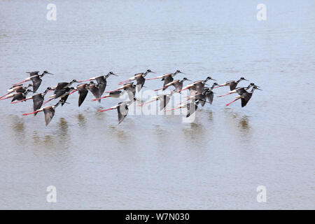 Nero-colli (stilt Himantopus mexicanus) gregge in volo sulla laguna salata, Costa Rica Foto Stock