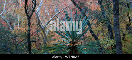 Autunno Bigtooth color acero e acero dietro la yucca, Chiricahua Mountains, acero Camp, sud Forcella Cave Creek, Arizona, Stati Uniti d'America Foto Stock