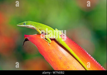 Verde (Anole Anolis carolinensis) su un Bromeliad (Bromeliaceae) foglie, Napoli Giardini Botanici, Southwest Florida, Stati Uniti d'America, Marzo Foto Stock