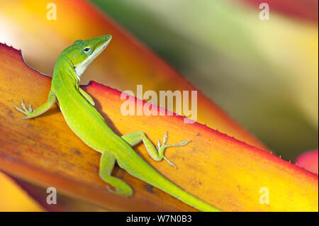 Verde (Anole Anolis carolinensis) su un Bromeliad (Bromeliaceae) foglie, Napoli Giardini Botanici, Southwest Florida, Stati Uniti d'America, Marzo Foto Stock