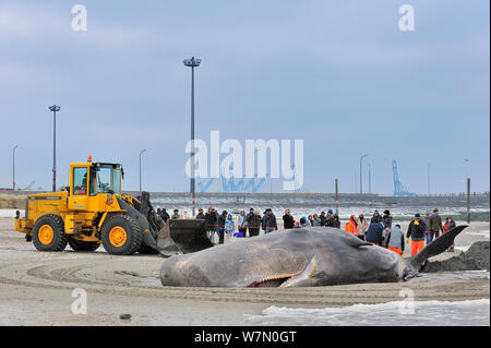 Capodoglio incagliato (Physeter macrocephalus) sulla spiaggia di Knokke, Belgio, Febbraio 2012 Foto Stock