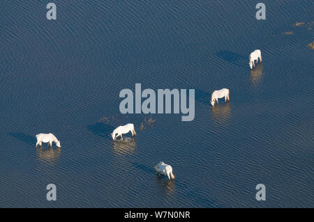 Vista aerea di cavalli Camargue alimentare su piante di palude allagata, Camargue, Francia meridionale, Novembre 2008 Foto Stock