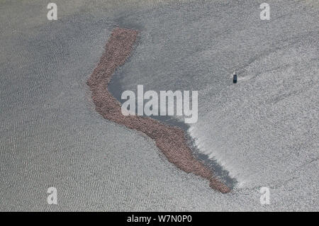 Vista aerea della piccola isola con colonia di fenicottero maggiore (Phoenicopterus ruber), l'unica colonia di allevamento in Francia, nota osservatorio scientifico sulla destra, Camargue, Francia meridionale, Maggio 2010 Foto Stock