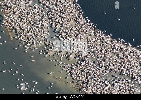 Vista aerea della colonia di fenicottero maggiore (Phoenicopterus ruber) l'unica colonia di allevamento in Francia, Camargue, Francia meridionale, Maggio 2009 Foto Stock