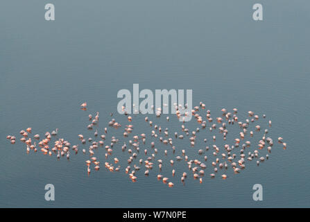 Vista aerea del gregge di adulto fenicottero maggiore (Phoenicopterus ruber) alimentazione in acqua con quattro marrone uccelli immaturi, Camargue, Francia meridionale, Novembre 2008 Foto Stock