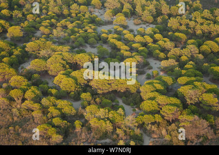 Vista aerea della foresta di pini (Pinus sp) nella Petite Camargue, Sainte Maries de la Mer, Camargue, sud della Francia, settembre 2008 Foto Stock