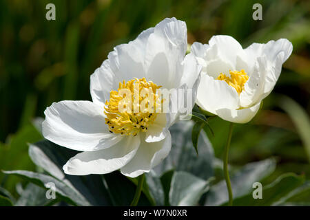 Paeonia lactiflora 'ali bianche" Foto Stock