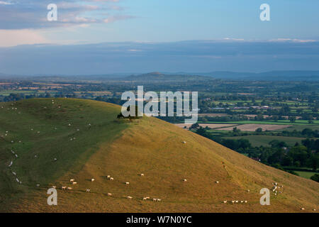 Parrock Hill wiith Glastonbury Tor in lontananza da Corton Hill, Somerset, Inghilterra, Regno Unito. Agosto 2011. Foto Stock