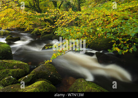 I colori autunnali lungo la East Dart River, Parco Nazionale di Dartmoor, Devon, Regno Unito. Ottobre 2011 Foto Stock